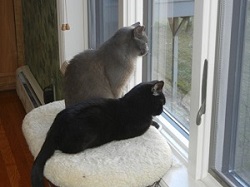 Twilight And Nemo